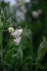 Colourful Flowers - Beautiful flowers in Garden