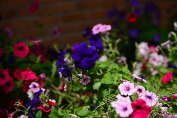 Obraz premium Colourful Flowers - Beautiful flowers in Garden