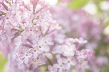 Fototapeta na wymiar Lilac branches on a sunny day