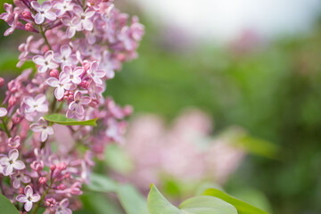 Lilac branches on a sunny day