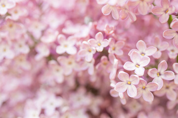 Lilac branches on a sunny day