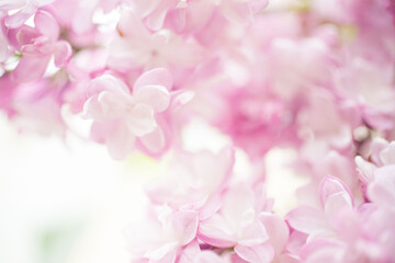 Fototapeta na wymiar Lilac branches on a sunny day