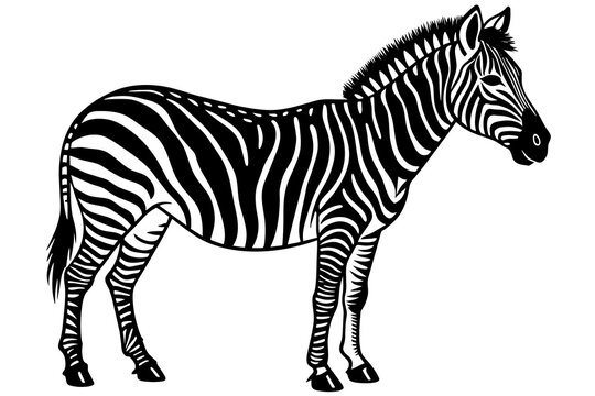 zebra silhouette vector illustration