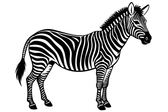 zebra silhouette vector illustration