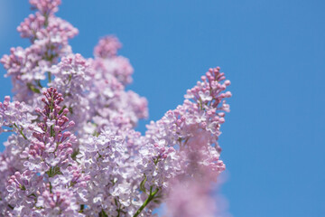 Lilac branches on a sunny day