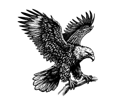 Golden Eagle Hand drawn vector illustration
