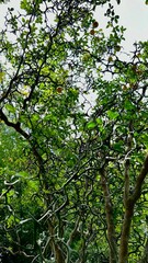 Trees 