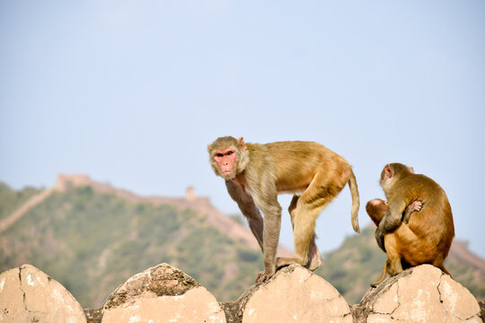 Image of monkey taking care of its family on wall of Amber Fort in Jaipur
