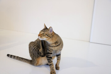 cat