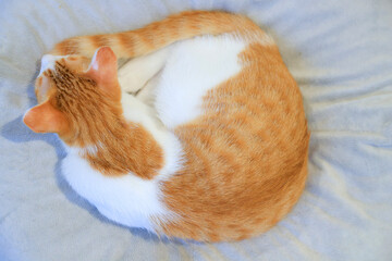cat and mouse