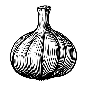 garlic plant sketch PNG illustration with transparent background