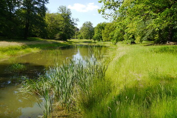 Teich im Park mit Schilf