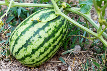 watermelon in the garden