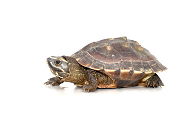 turtle isolated on white