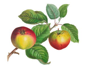 Colorful Apple Illustration