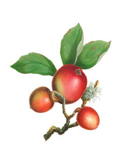 Colorful Apple Illustration