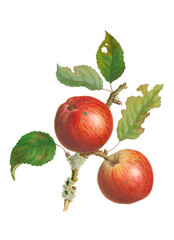 Colorful Apple Illustration