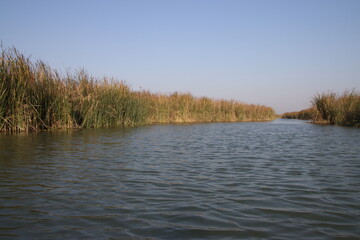 Marshes of chibayish in iraq with cane and blue sky in iraq