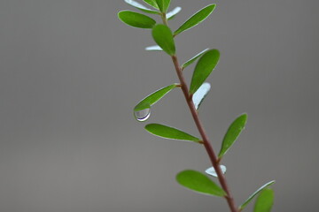 macro photography water drops on leaf dew raindrop in nature on blurred background