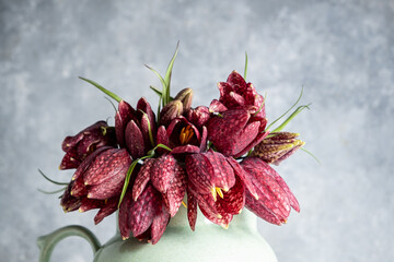 Bouquet hazel grouse fritillaria meleagris flowers on a gray background. Blur and selective focus....