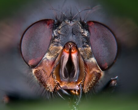 House fly (Musca domestica), compound eyes, Hesse, Germany, Europe