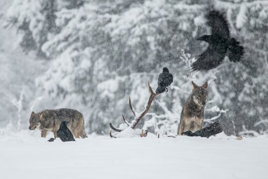Pack of wolves (Canis lupus) observes ravens (Corvus corax) feeding on the carcass, winter meadow, podkarpackie, Bieszczady mountains, Poland, Europe