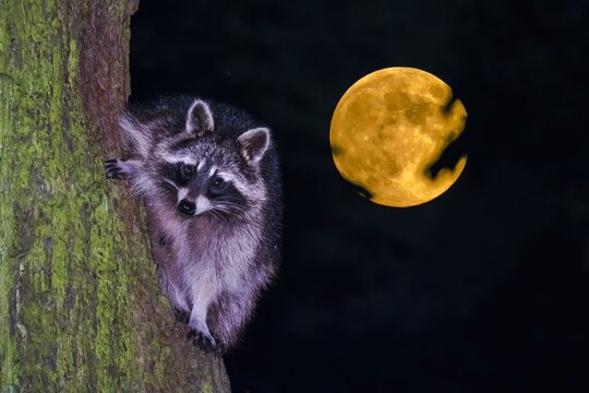 Raccoon (Procyon lotor), climbing a tree trunk during full moon, Hesse, Germany, Europe