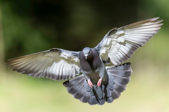 City dove (Columba livia forma domestica) in flight, wildlife, Germany, Europe