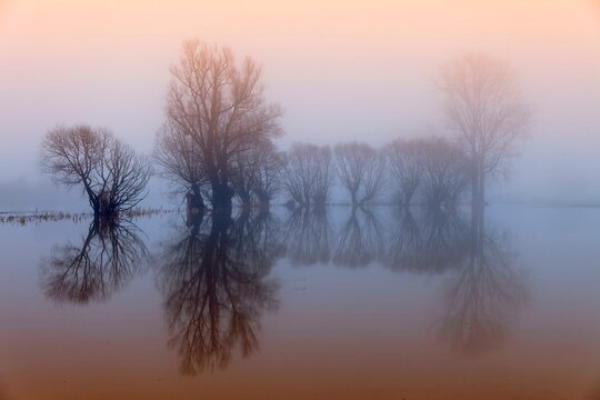 Weser flood with pollarded willows, morning mood, Rinteln, Germany, Europe