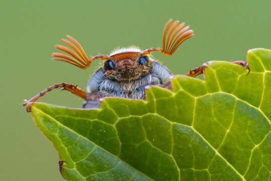 Cockchafer (Melolontha ) looks over a leaf, Vechta, Lower Saxony, Germany, Europe