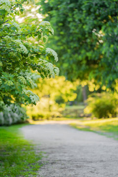 Fototapeta White beautiful blooming flowers in the spring sunny day in the park. Pathway on background