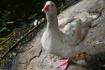 American pallid goose (American Buff goose), Argentina