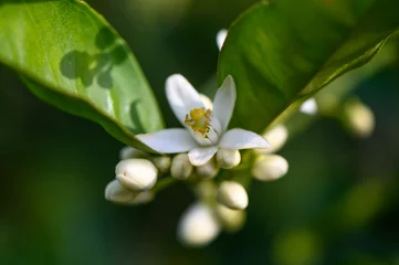  Tree lemon blossom with its foliage and fruit lemons in spring 1 © Михаил Шорохов