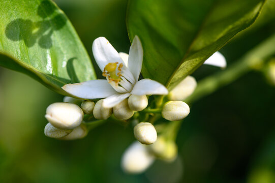 Tree lemon blossom with its foliage and fruit lemons in spring