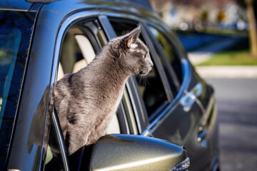 Curious cat sticking out the car window during travel
