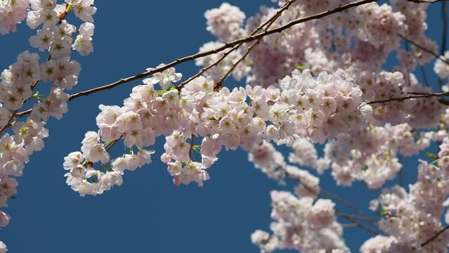 Spring Blossom Bliss: Cherry Flowers Blooming Under Blue Sky