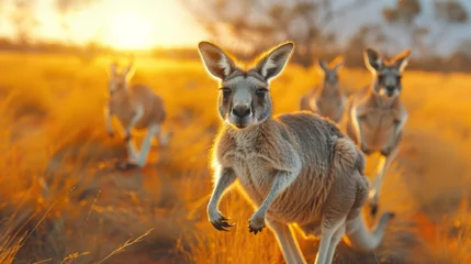 Fototapeten A herd of kangaroos bounding across a grassy field at sunrise © yuchen