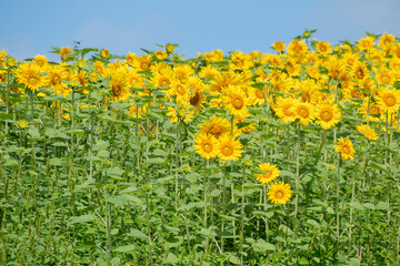 満開のヒマワリ畑と青空
