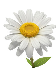 Daisy flower Transparent Background PNG