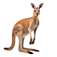 Portrait of a red kangaroo, standing front view isolated on white background