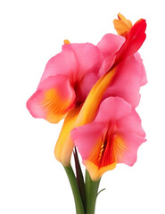 Gladiolus flower Transparent Background PNG