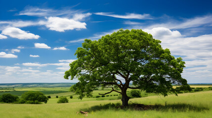 Majestic Elm Tree Dominating a Serene Green Landscape under a Clear Blue Sky - obrazy, fototapety, plakaty