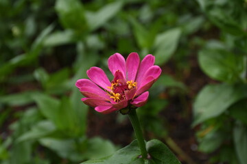 Obraz premium Single pink flower with green background