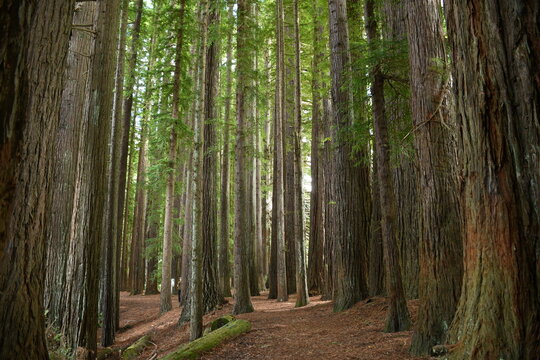 Tall trees woodland landscape