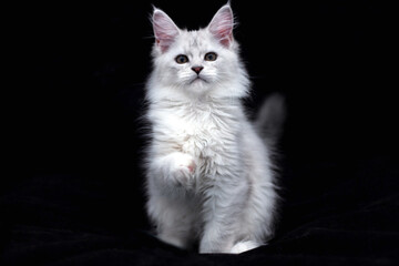 Portrait of sitting shaded silver tabby Maine Coon kitten on the black backround