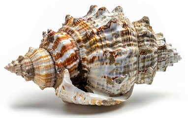 Obraz premium Seashell with Attached Barnacles Isolated on White Background.