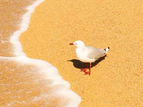 Red-billed Gull