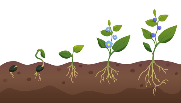 phenological phases of plant development, stages of plant growth. Scientific Illustration Material. plant growing of the soil