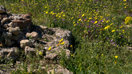 Wildflowers growing around a stone at the Roman Villas in the Carthaginian ruins in Tunis, Tunisia