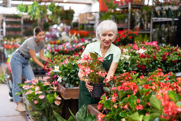 Smiling experienced aged female florist arranging potted plants of flowering red begonia big while gardening in greenhouse